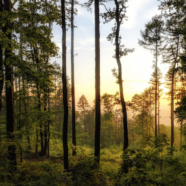 a forest land