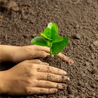 planting a sapling