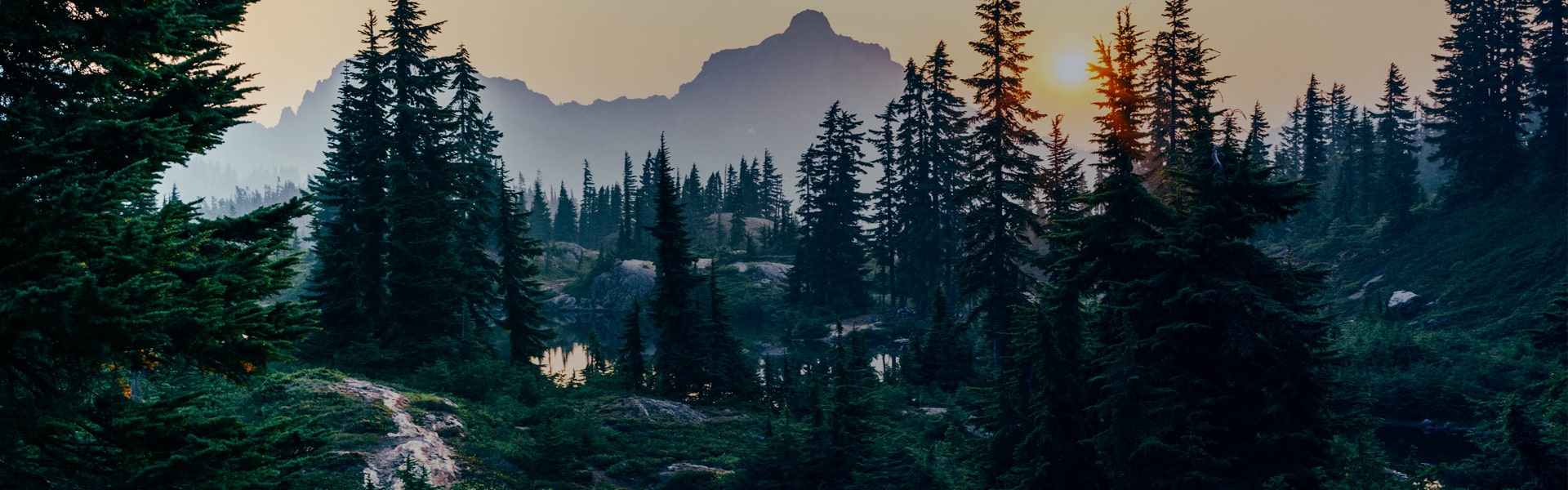 forest background